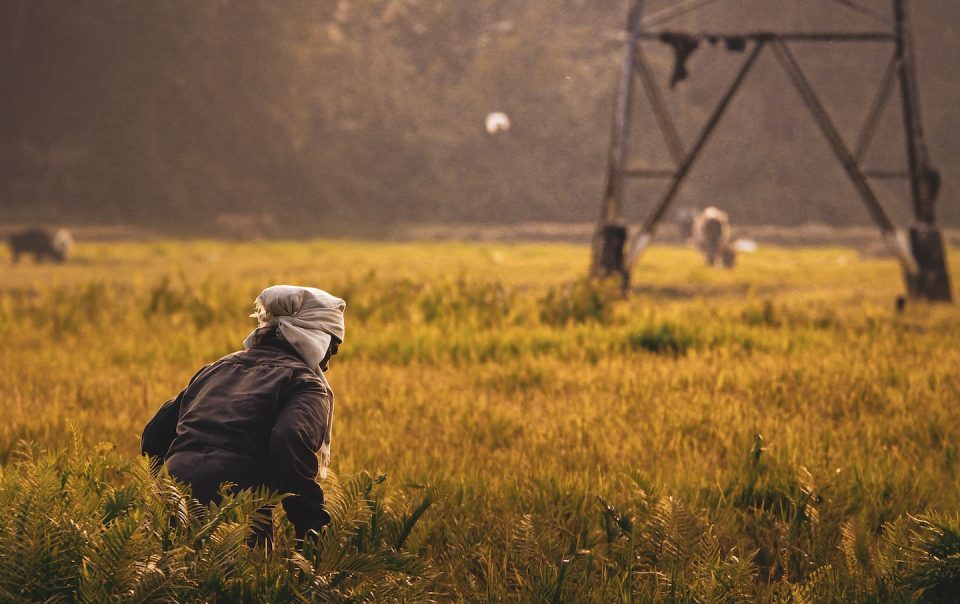 India's Rural Tigers